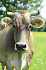 brown cattle