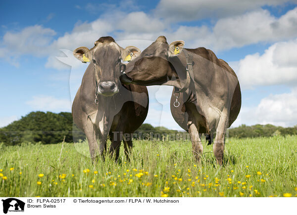 Brown Swiss / FLPA-02517