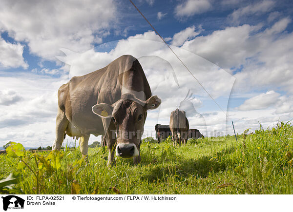Brown Swiss / FLPA-02521