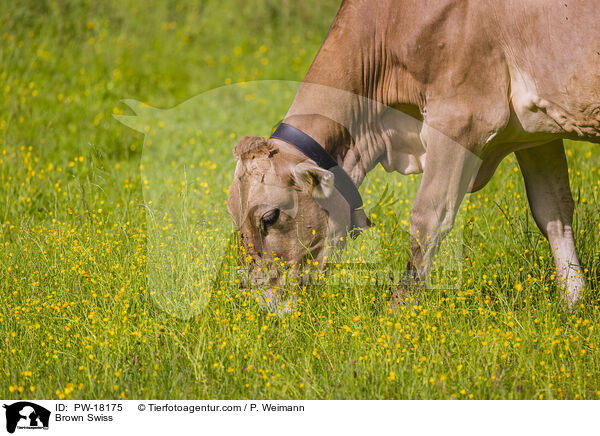 Brown Swiss / PW-18175