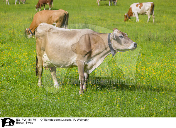 Brown-Swiss / Brown Swiss / PW-18179