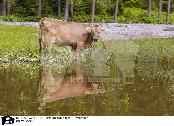 Brown Swiss / PW-18210