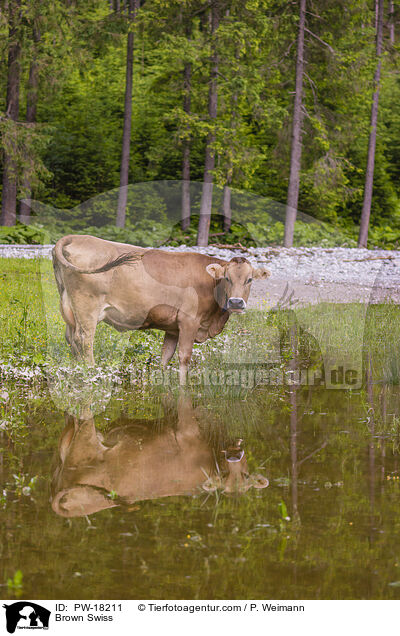Brown Swiss / PW-18211