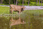 Brown Swiss