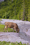Brown Swiss