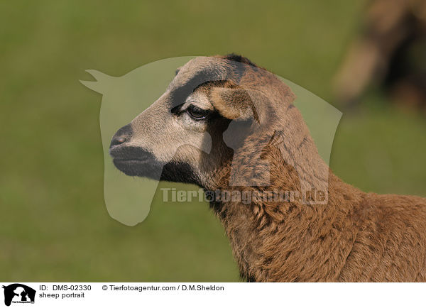Kamerunschaf Portrait / sheep portrait / DMS-02330
