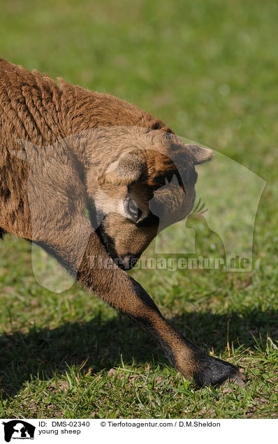 junges Kamerunschaf / young sheep / DMS-02340