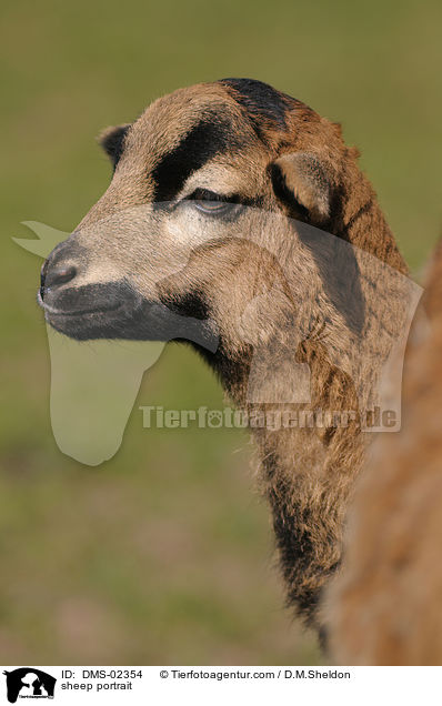 Kamerunschaf Portrait / sheep portrait / DMS-02354