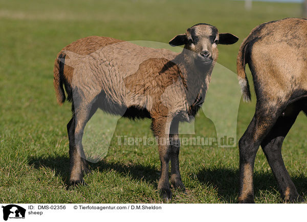 Kamerunschaf / sheep / DMS-02356