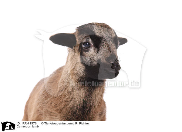 Cameroon lamb / RR-41576