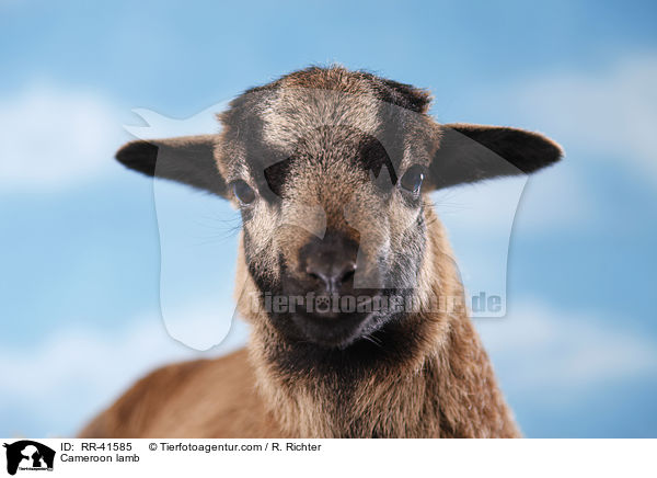 Cameroon lamb / RR-41585