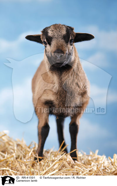 Cameroon lamb / RR-41591