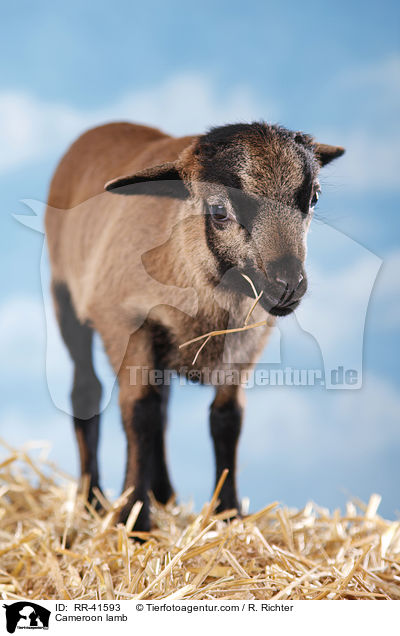 Cameroon lamb / RR-41593