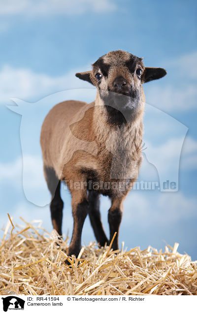 Cameroon lamb / RR-41594