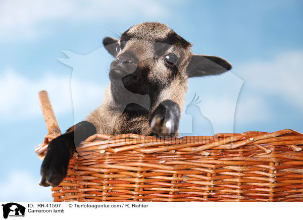 Cameroon lamb / RR-41597