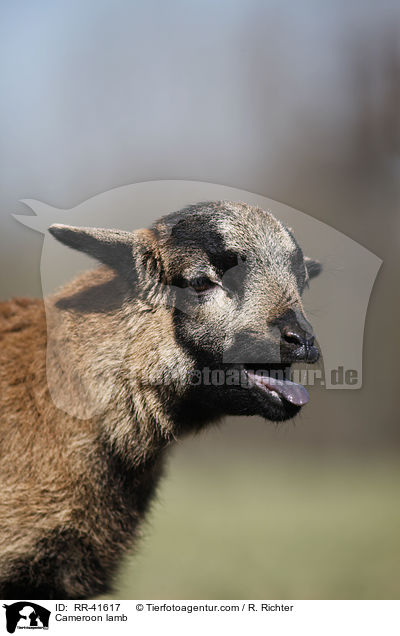 Kamerunschaf Lamm / Cameroon lamb / RR-41617