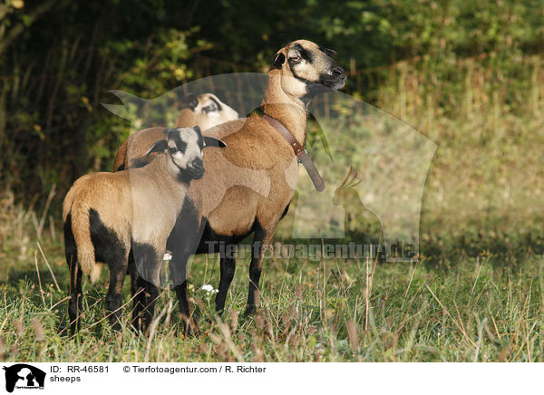 sheeps / RR-46581