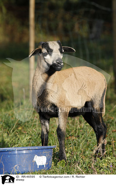 sheep / RR-46595