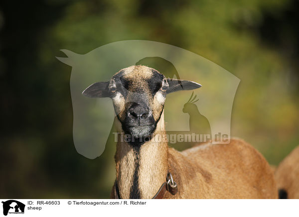 Kamerunschaf / sheep / RR-46603