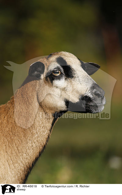 Kamerunschaf / sheep / RR-46618