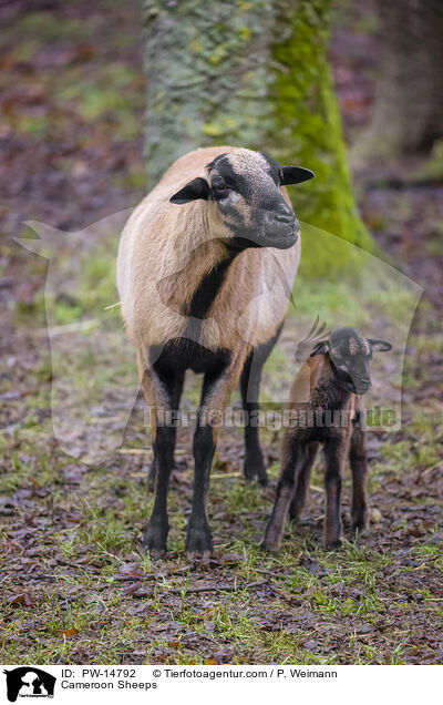 Kamerunschafe / Cameroon Sheeps / PW-14792