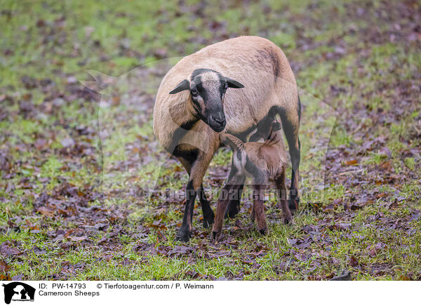 Kamerunschafe / Cameroon Sheeps / PW-14793
