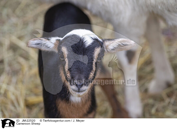 Kamerun Schaf / Cameroon Sheep / JM-22520