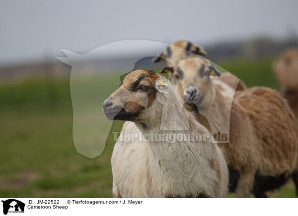 Kamerun Schaf / Cameroon Sheep / JM-22522