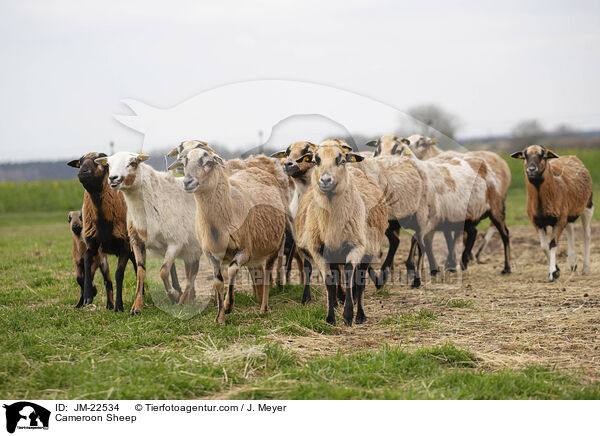 Kamerun Schaf / Cameroon Sheep / JM-22534