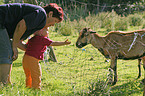 child feeds sheep