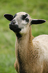 Cameroon Sheep