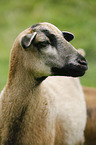 Cameroon Sheep