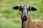 Cameroon Sheep