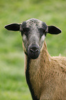 Cameroon Sheep