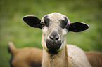 Cameroon Sheep