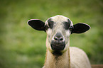 Cameroon Sheep