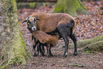 Cameroon Sheeps
