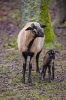 Cameroon Sheeps