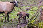 Cameroon Sheeps