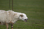 Cameroon Sheep
