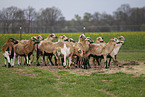 Cameroon Sheep