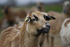 Cameroon Sheep