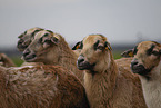 Cameroon Sheep