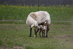 Cameroon Sheep