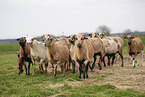 Cameroon Sheep