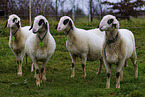 Carinthian sheep