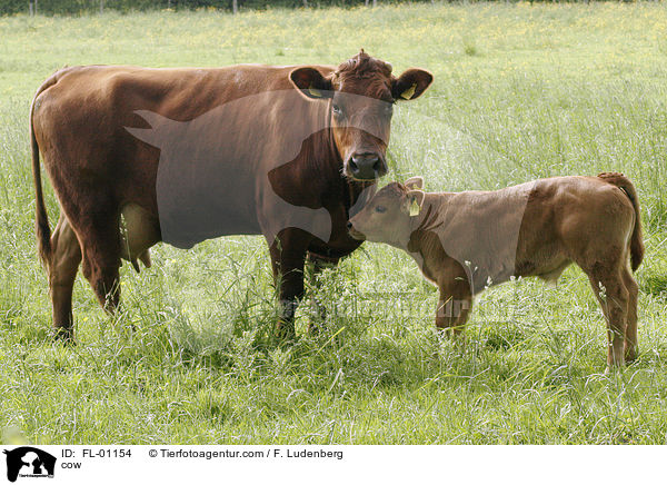 Rind / cow / FL-01154