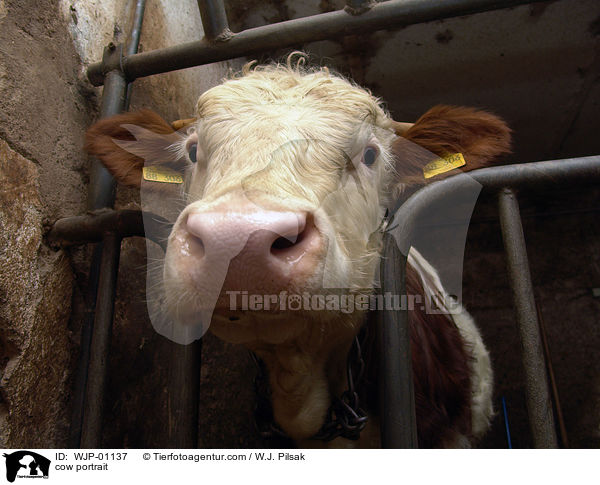 Rind im Portrait / cow portrait / WJP-01137