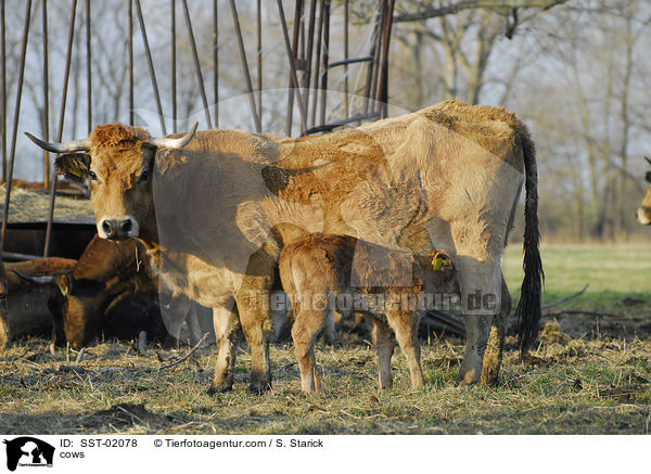 Rinder / cows / SST-02078