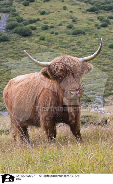 cow / SO-02007